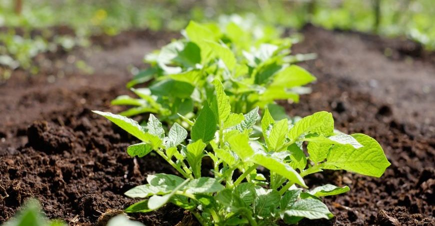 green-potato-plant-leaf-of-vegetable-organic-food-P23HGZQ-min