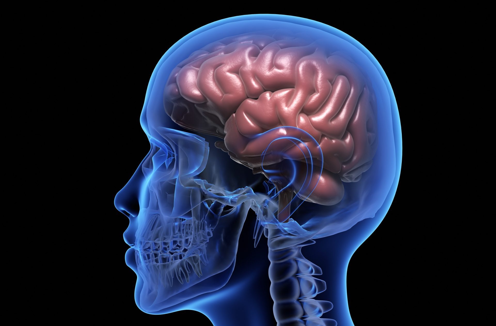 human-brain-PM656JQ-min