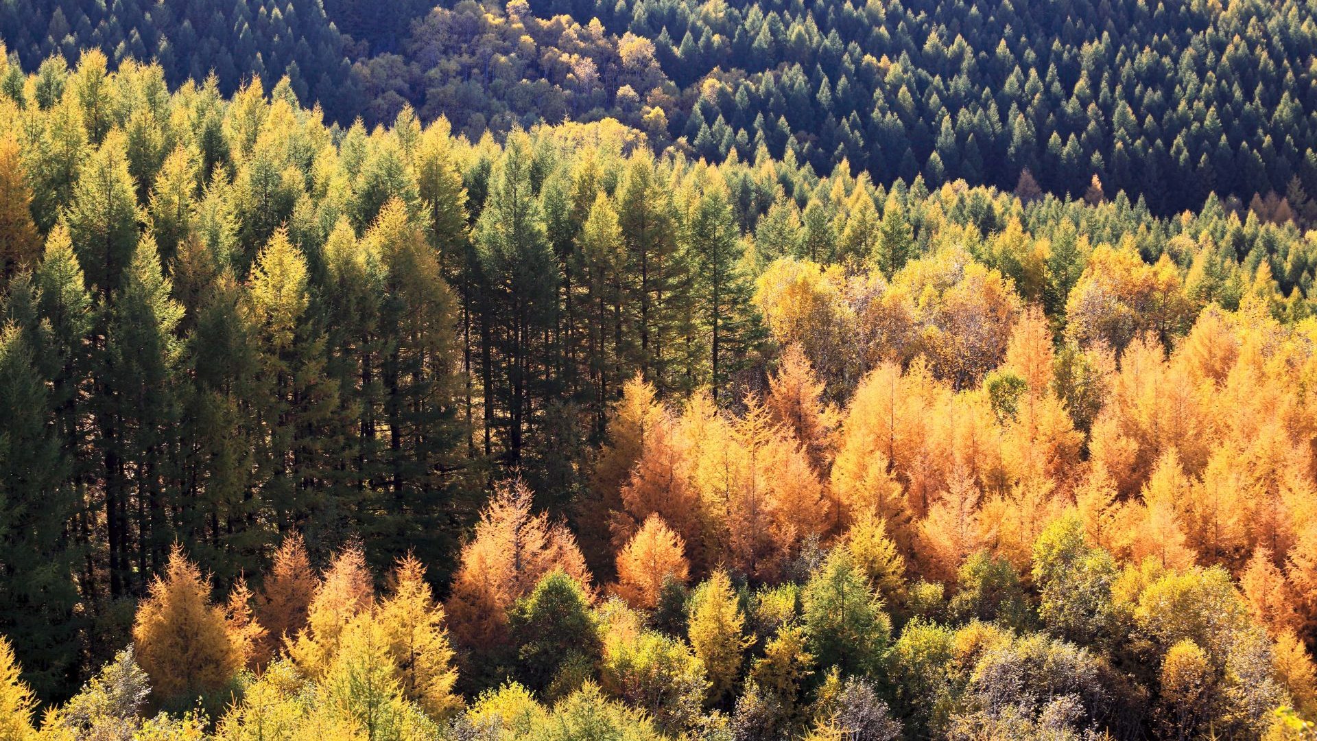 autumn-forest-PJ5ZX5Z-min