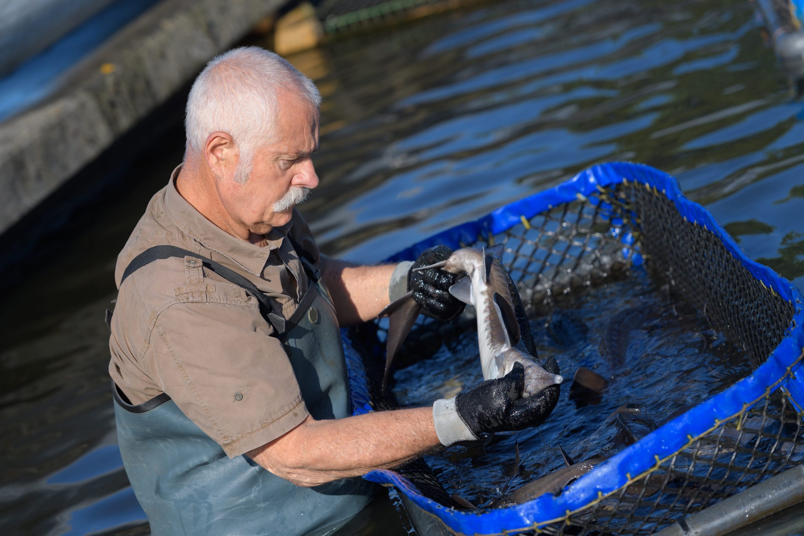 fish-farmer-in-water-pwykfhd-min-lexinform