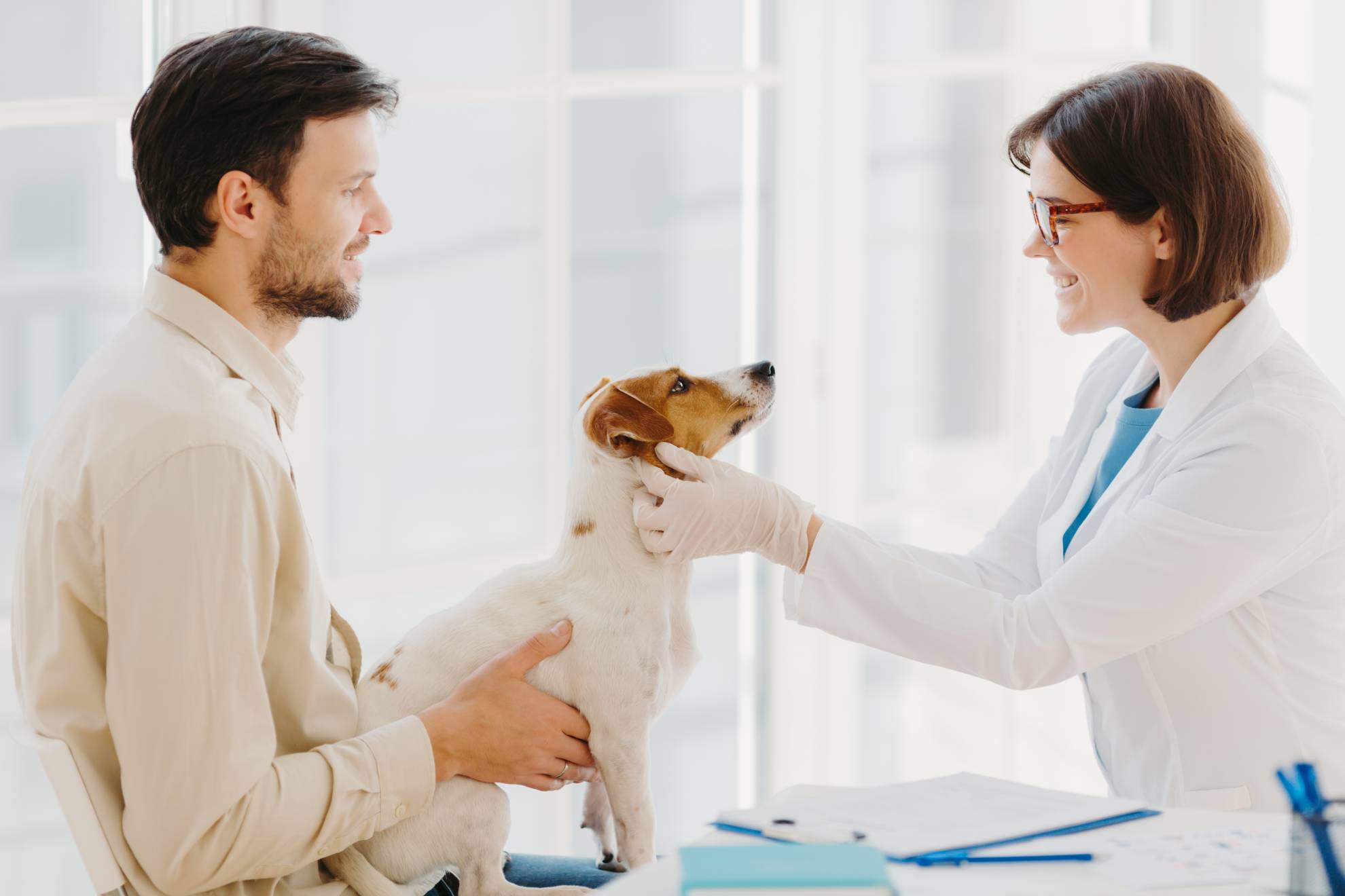 professional-veterinarian-doctor-makes-checkup-of-2022-01-11-01-43-51-utc (1)