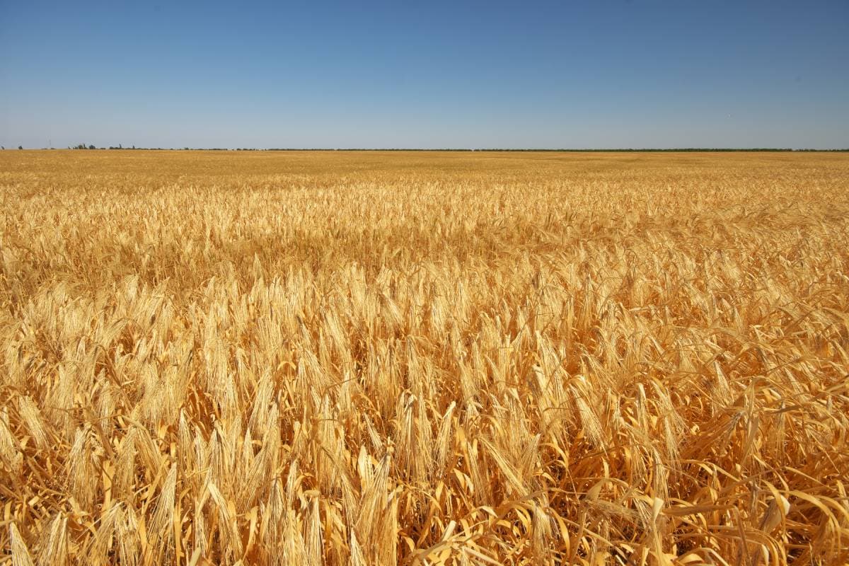 meadow-of-wheat-2023-11-27-04-55-38-utc (1) (1)